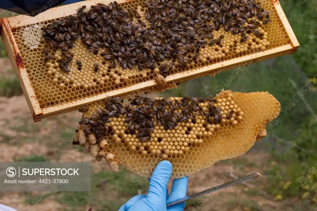 Removing sacrificial natural cells made by the workers which hang from the brood frame.