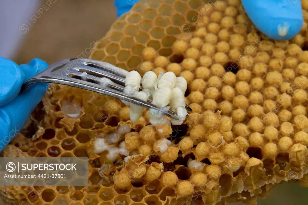 Removing some larva from the brood comb to see if any disease or parasites are present in the hive.