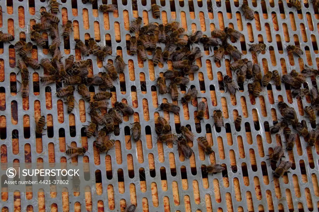 A barrier is placed between the brood frames in the lower part of the hive and the upper super frames.  This stops the queen from moving between them but not the workers.