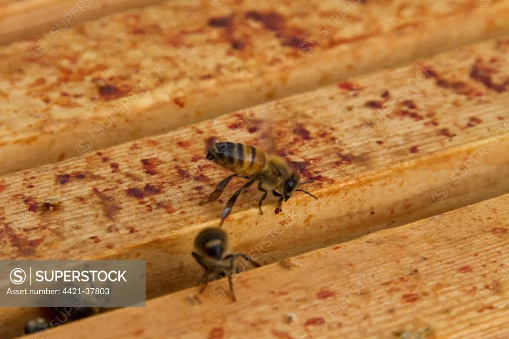 Worker bee fanning either air for ventilation or pheromones around the hive