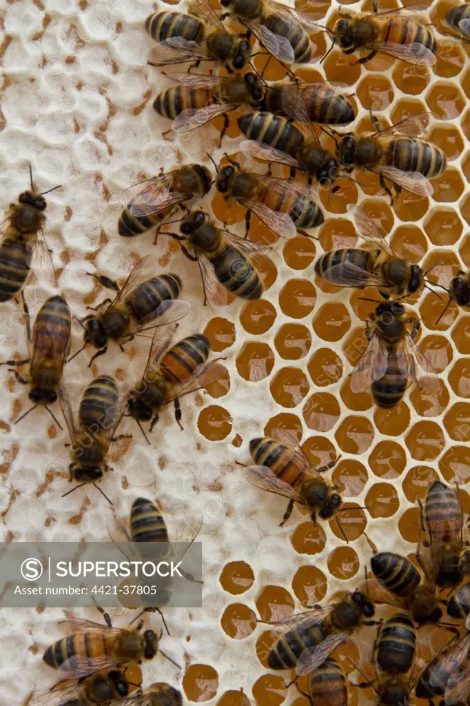 Worker bees on honey/nectar cells