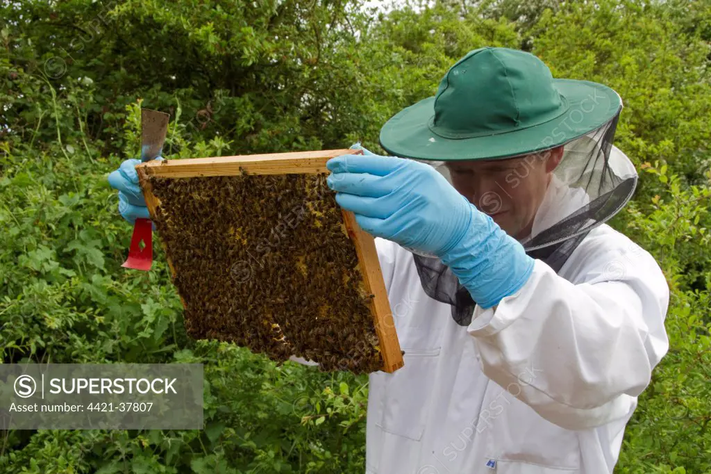 Beekeeper looking for the queen bee on the brood frame