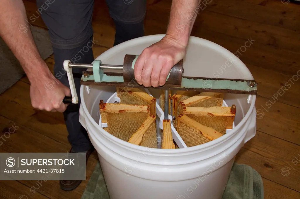 The honey comb frames are placed into a spinning drum and then spun at high speed to separate the honey from the comb