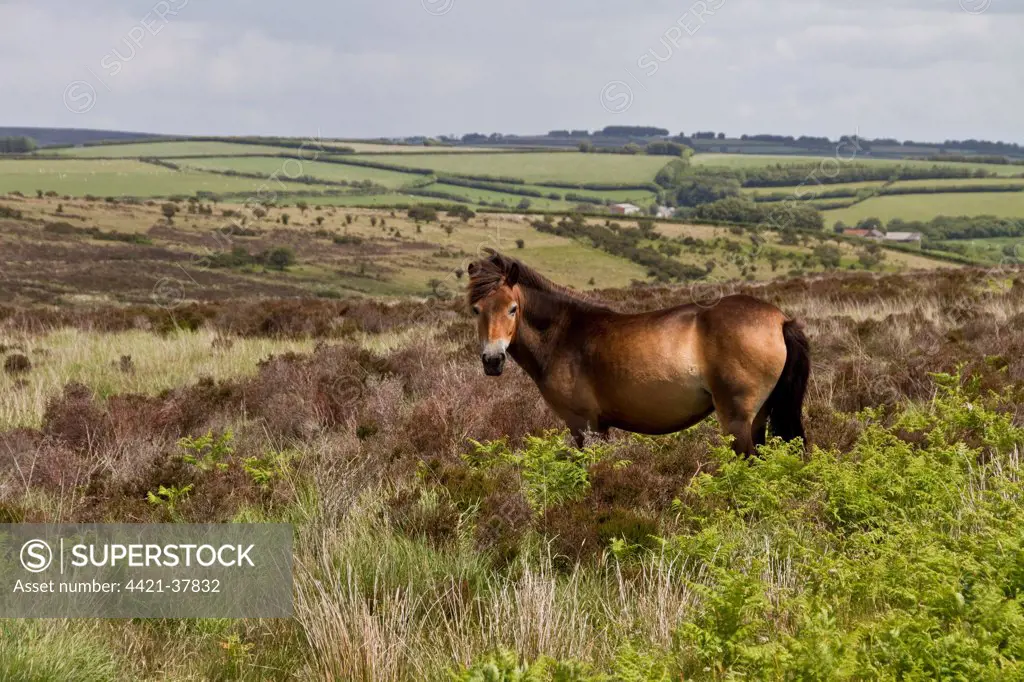 The Exmoor pony is a horse breed native to the British Isles, where some still roam as semi-feral livestock on Exmoor, a large area of moorland in Devon and Somerset in southwest England.
