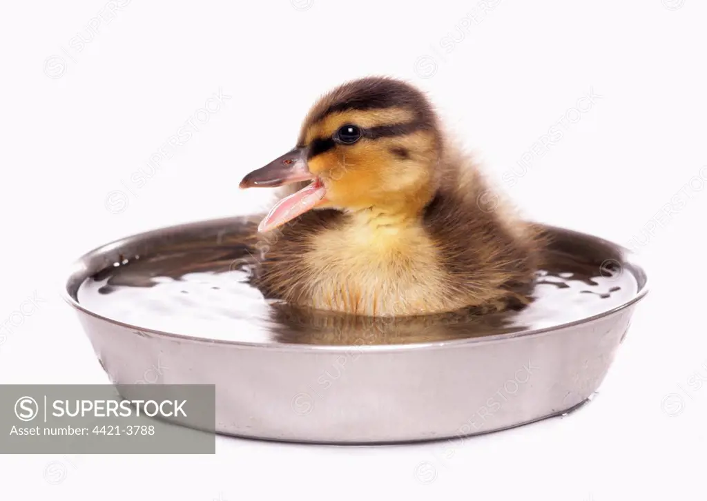 Mallard Duck (Anas platyrhynchos) duckling, calling, sitting in bowl of water