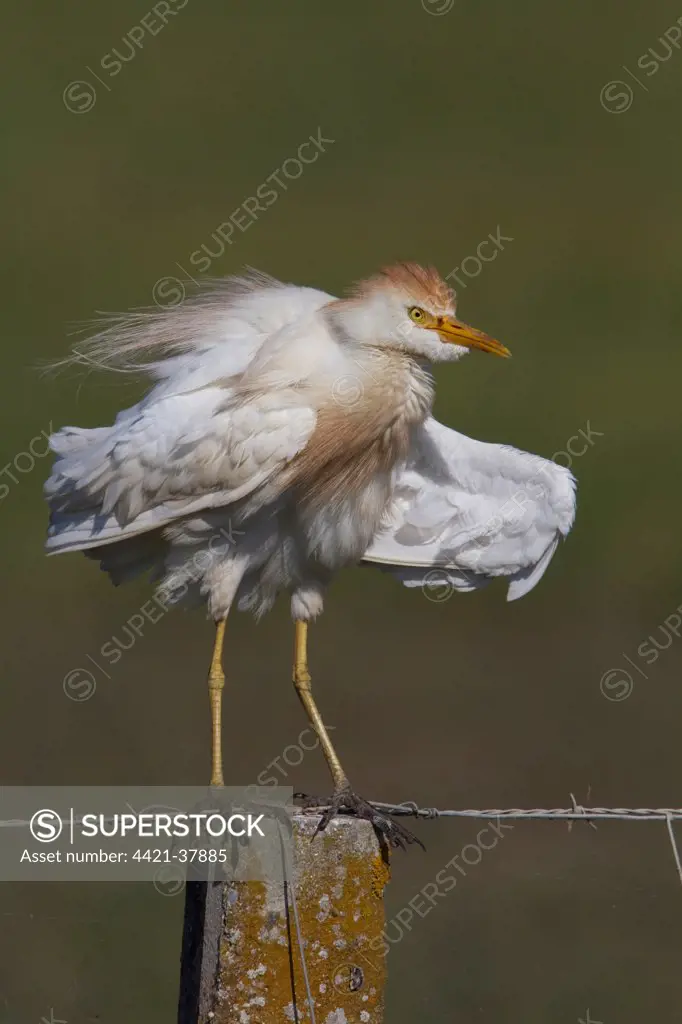Cattle Egret in summer plumage standing on fence post
