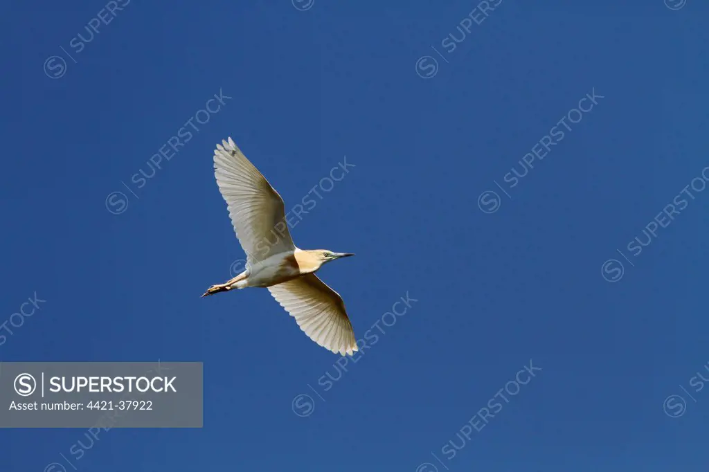 Squacco Heron in flight - Taken in the Coto Donana, Spain.