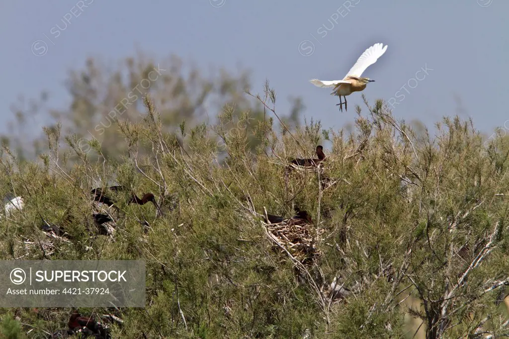 Squacco Heron (Ardeola ralloides) in flight over nesting Glossy Ibis, Coto Donana, Andalucia, Spain