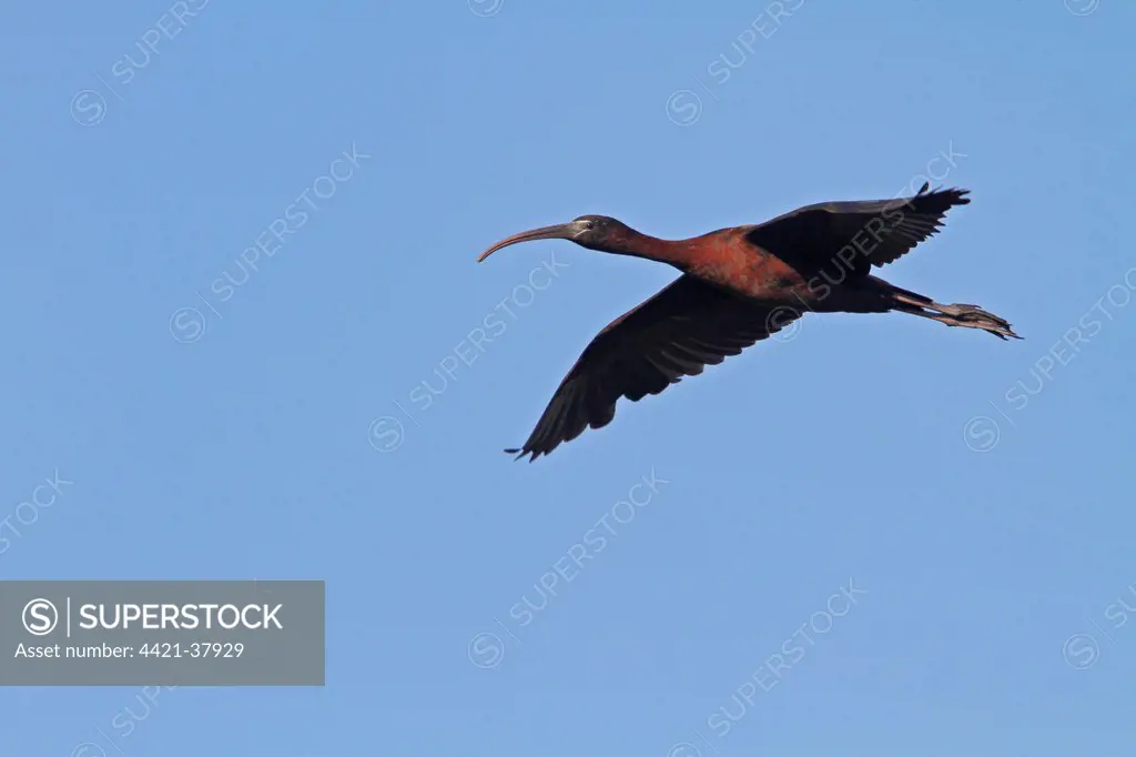 Flying Glossy Ibis - Coto Donana, Spain.