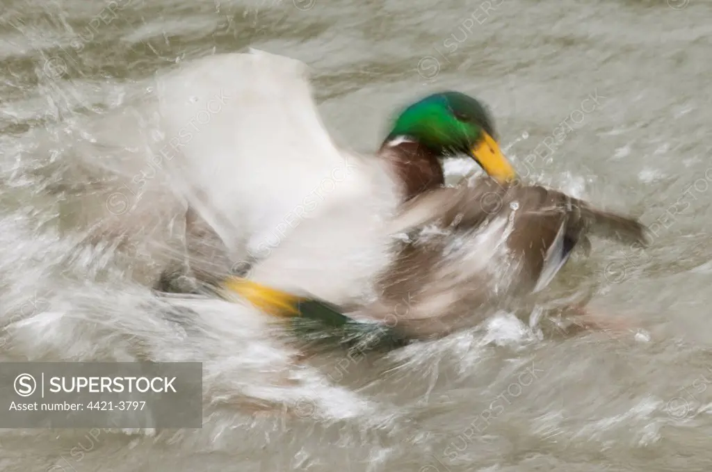 Mallard Duck (Anas platyrhynchos) two adult males, fighting on water, blurred movement, Arundel Wildfowl and Wetlands Trust Reserve, West Sussex, England, january