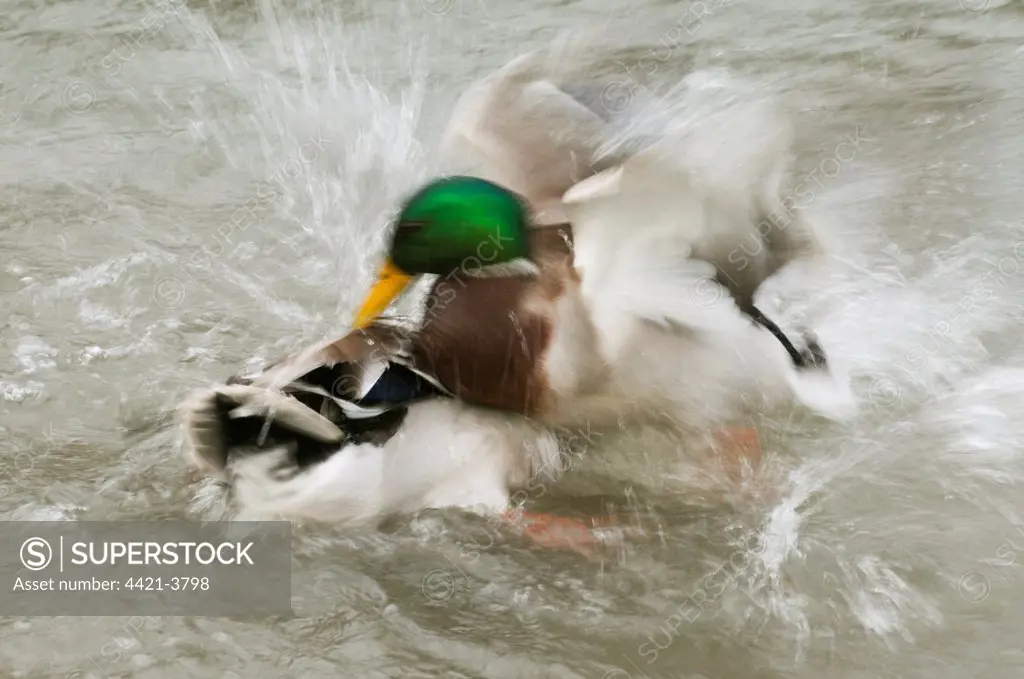 Mallard Duck (Anas platyrhynchos) two adult males, fighting on water, blurred movement, Arundel Wildfowl and Wetlands Trust Reserve, West Sussex, England, january