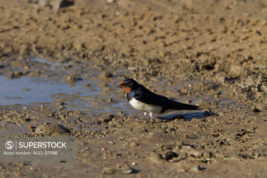 Barn Swallow at mud pool