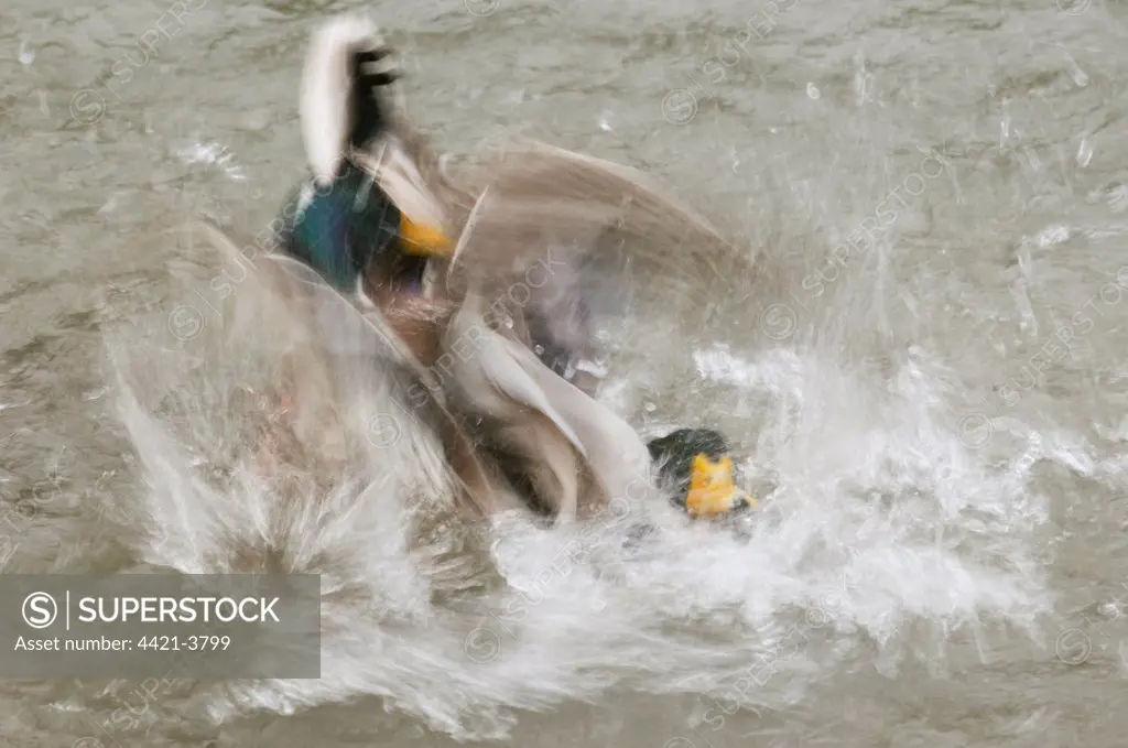 Mallard Duck (Anas platyrhynchos) two adult males, fighting on water, blurred movement, Arundel Wildfowl and Wetlands Trust Reserve, West Sussex, England, january