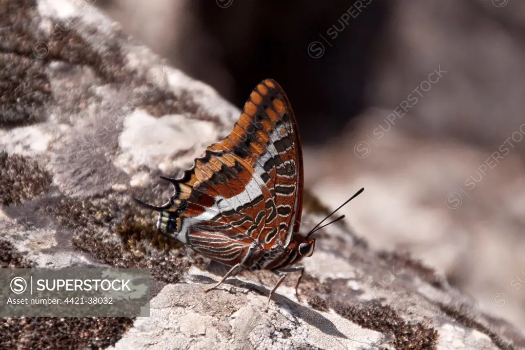 Two tailed pasha Butterfly, claraxes jasius, Extremadura, Spain.