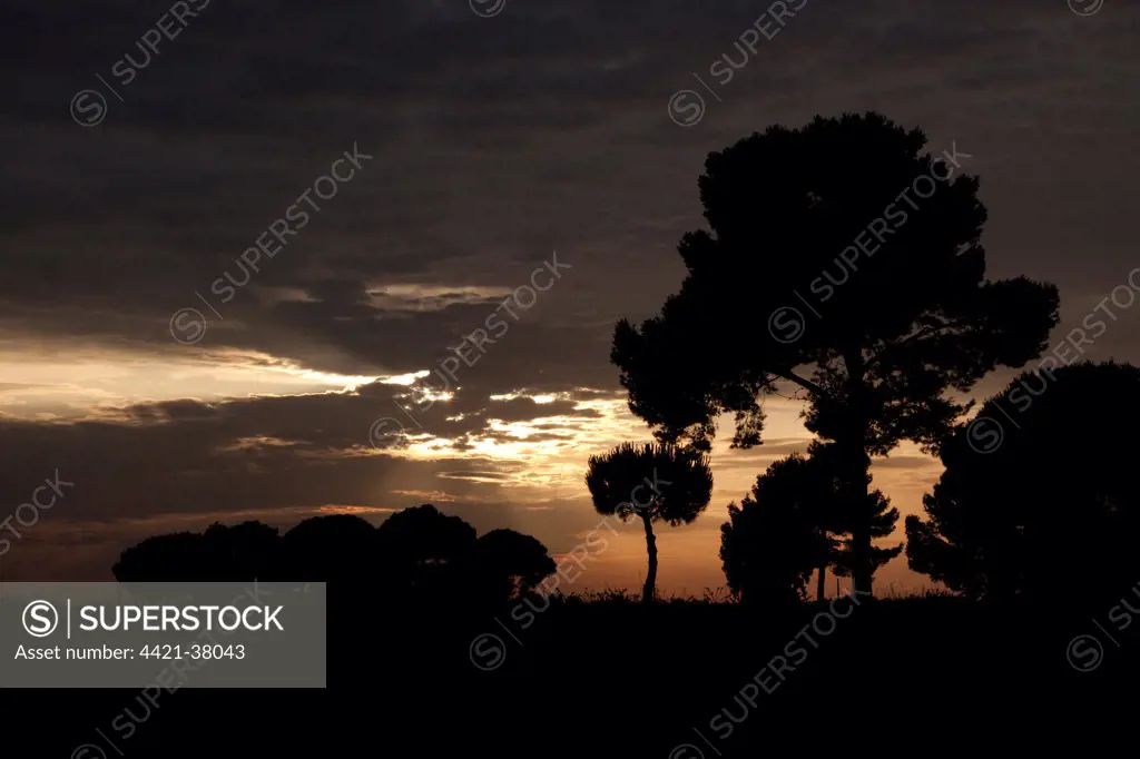 Stone pines at sunset, Coto Donana, Spain.