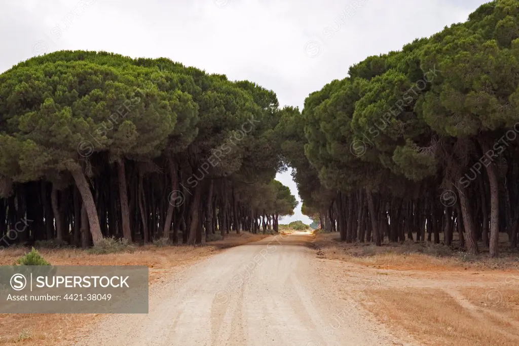 Stone pines trees line the road to the Palacio, the research station of the Coto Donana National Park, Andalusia, Spain.