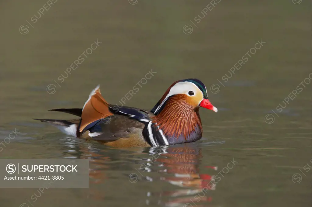 Mandarin Duck (Aix galericulata) adult male, swimming, Arundel W.W.T. (captive)