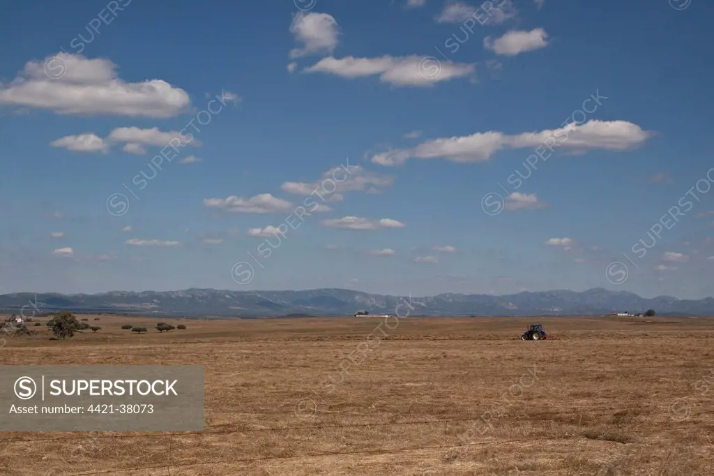 The Steppes of Belen in Extremadura, a great place for bird watching and home of the great Bustard. Tractor hay making.