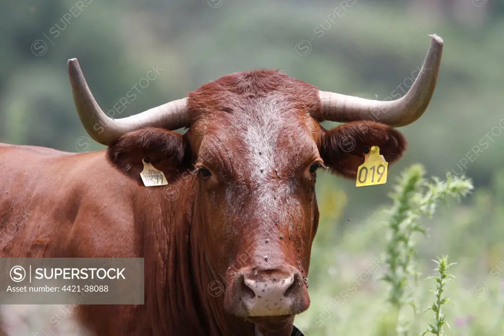Domestic Cattle, Andalucian Long horned cattle, with ear tags - Spain