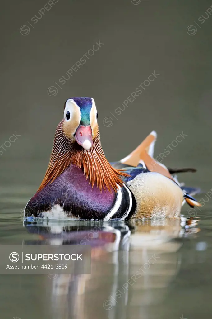 Mandarin Duck (Aix galericulata) introduced species, adult male, swimming, Midlands, England, april