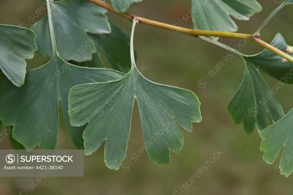 Leaf of the Maidenhair tree, Ginkgo biloba.