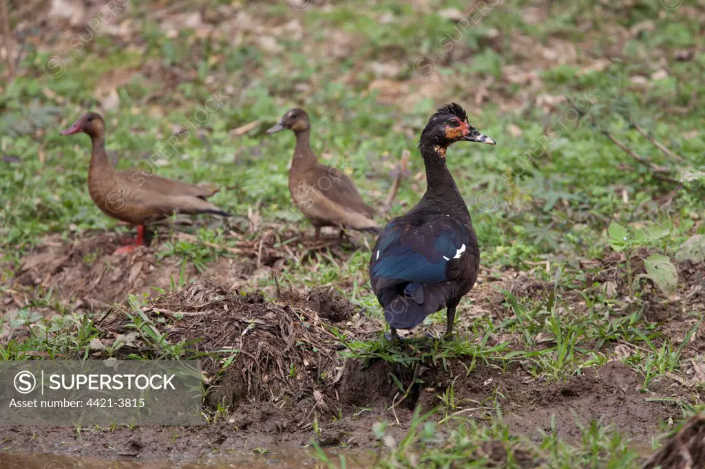 Muscovy Duck (Cairina moschata) adult female, with Brazilian Teal (Amazonetta brasiliensis) adult pair, standing on bank, Pantanal, Mato Grosso, Brazil