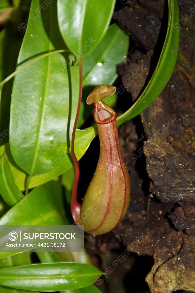 Nepenthes petiolata  is a highland Nepenthes pitcher plant species endemic to Mindanao island in the Philippines, where it grows at an elevation of 1450#1900 m above sea level.