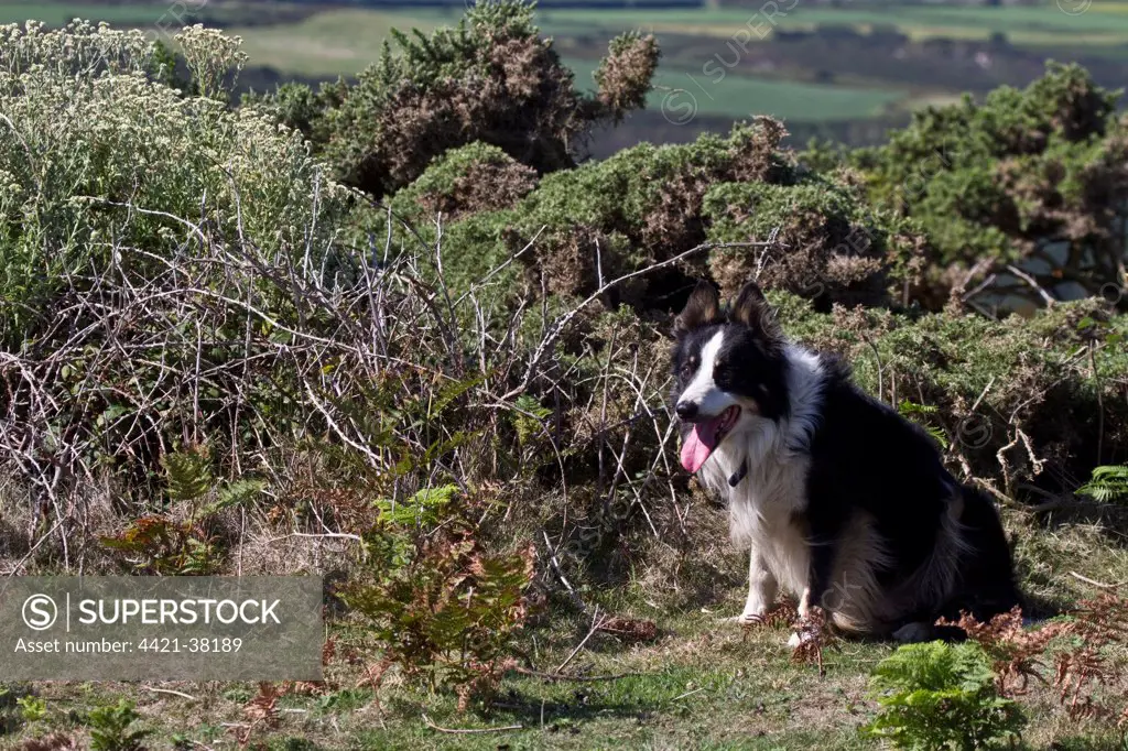 Border Collie  sheep dog waits for commards