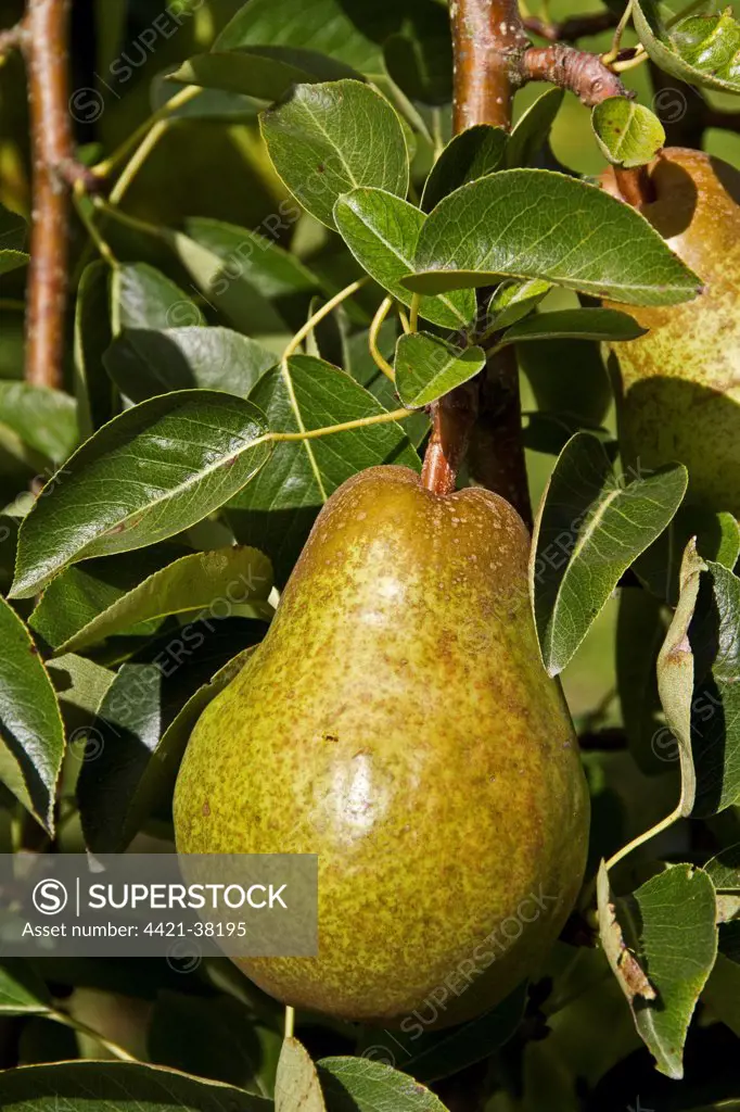 Common Pear fruit