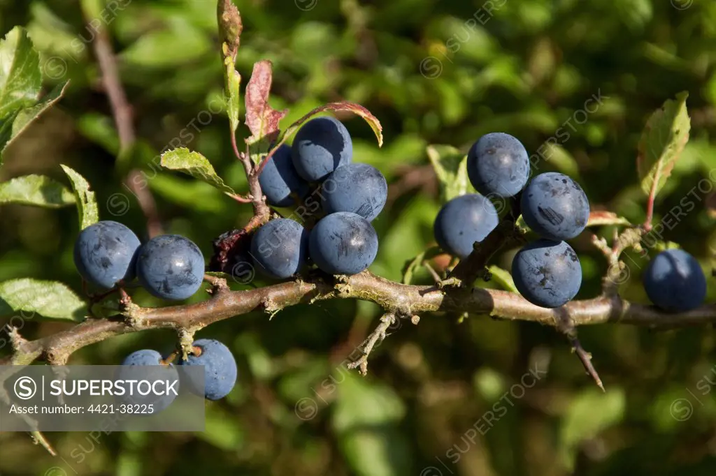 Sloe or Blackthorn fruits.