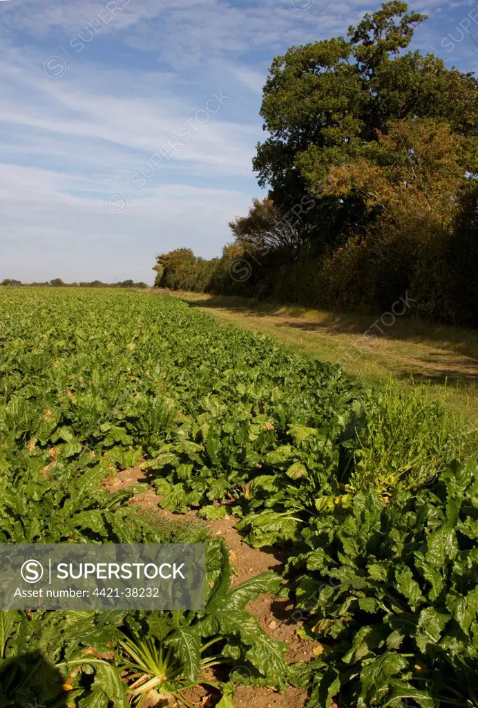 Sugar beet field with set a side strip, a cultivated plant of Beta vulgaris, is a plant whose tuber contains a high concentration of sucrose