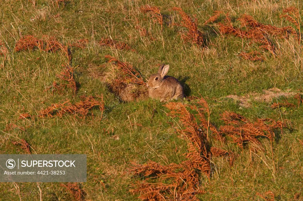 Rabbit sitting in the autumn sun