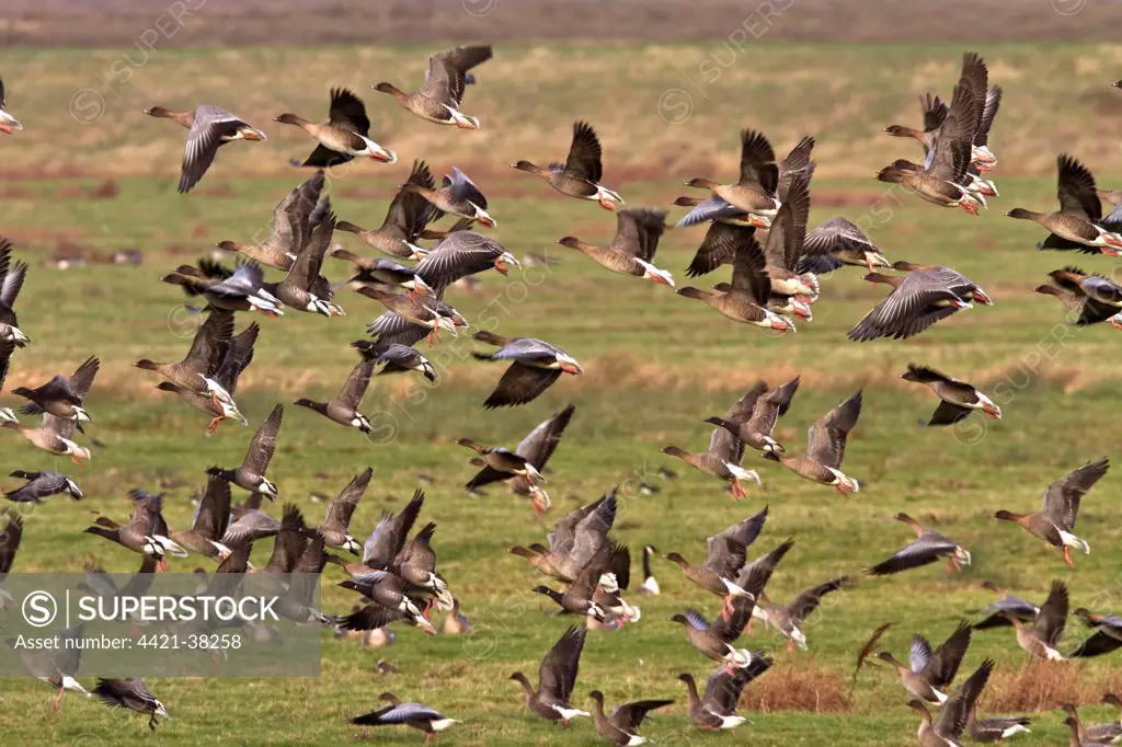 flying flock of Pink-footed geese with some Brent Geese,Brancaster North Norfolk