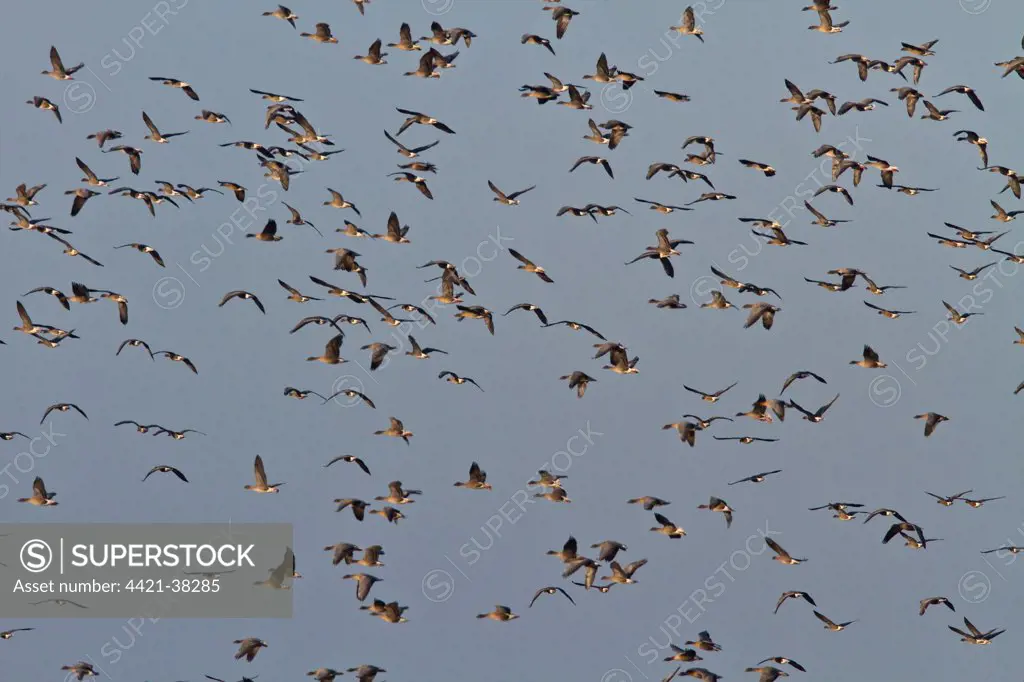 Pink footed Geese, winter flock flying at Brancaster, North Norfolk.