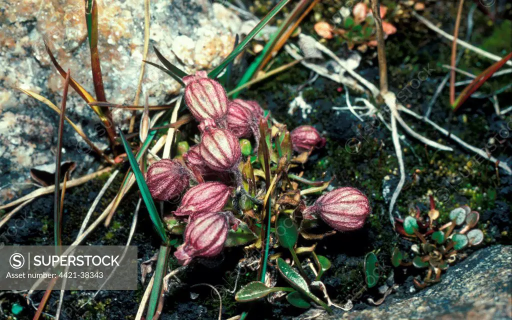 Nodding lychis - Melandrium apetalum - Devon Island Canadian arctic