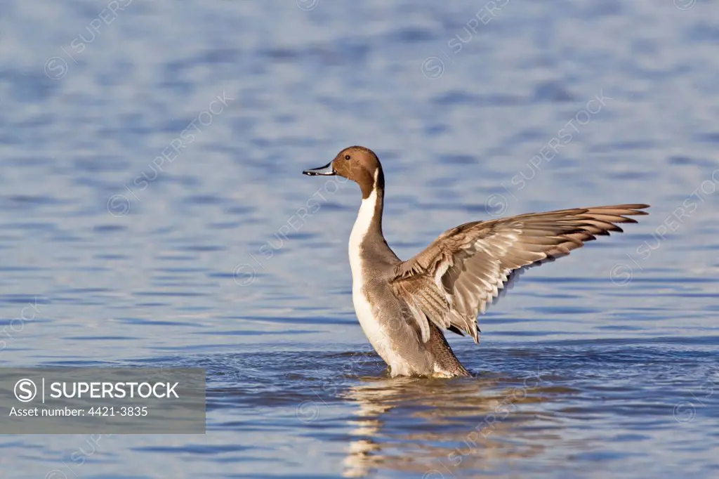 Northern Pintail (Anas acuta) adult male, wing stretching and flapping after preening on water, Slimbridge, Gloucestershire, England, march