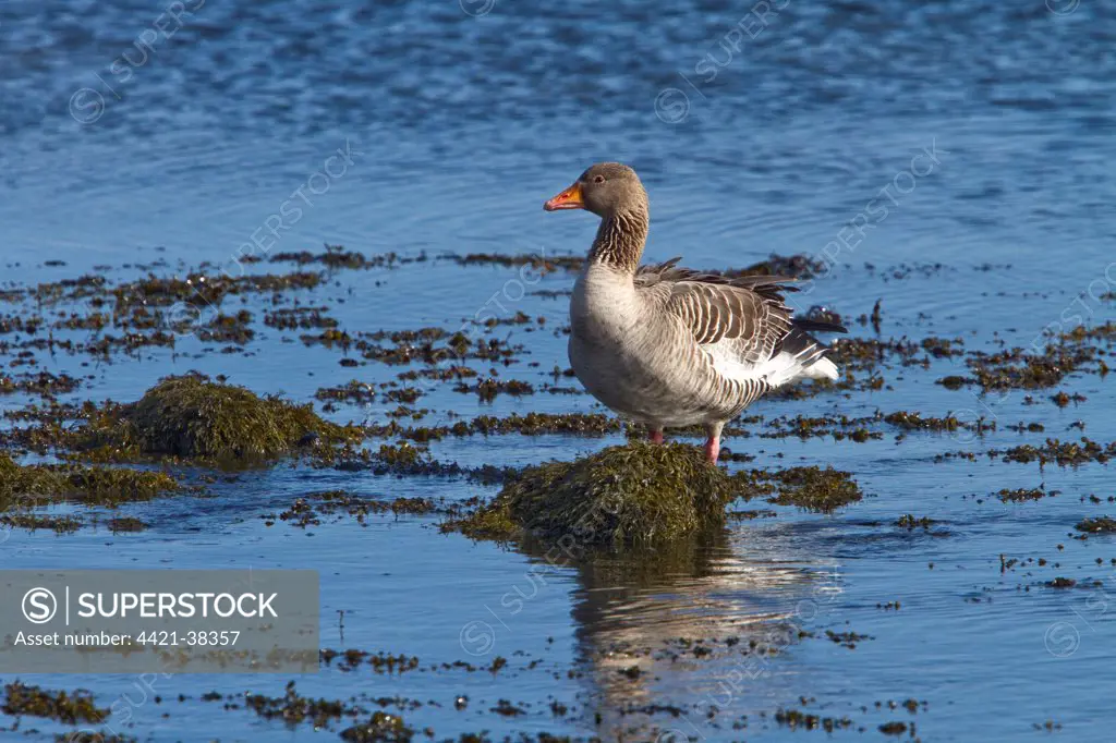 Greylag Goose standing on seaweed, Jura , Scotland.