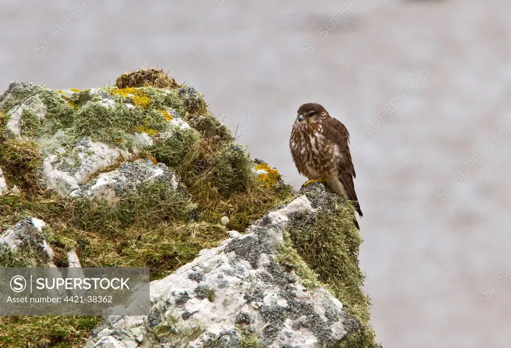 Female Merlin on lichen rock on the Scotish island of Islay.