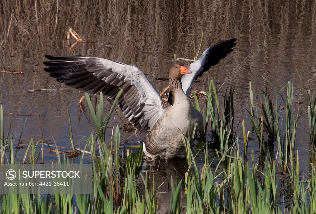 Greylag Goose in marshland habitat - RSPB Minsmere, Suffolk