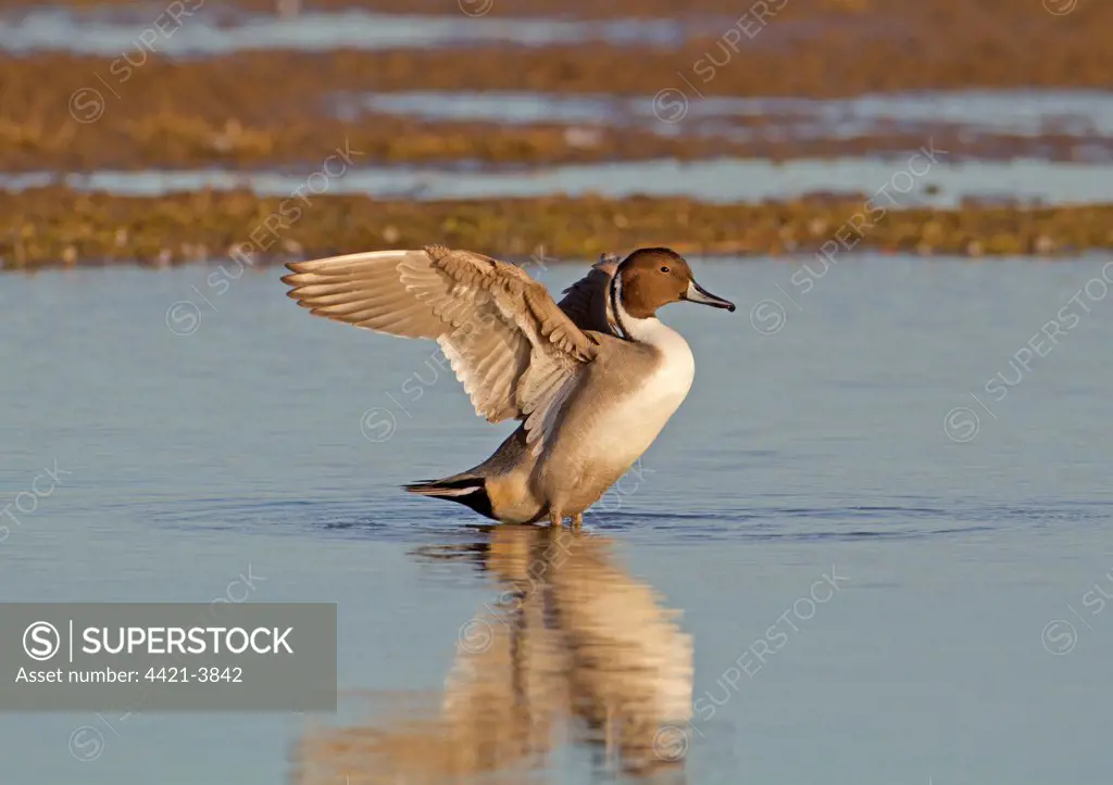 Northern Pintail (Anas acuta) adult male, flapping wings, standing in shallow water, Norfolk, England, october