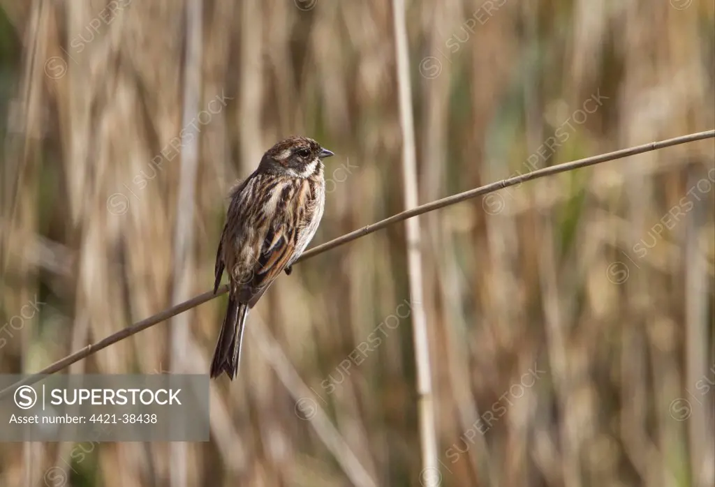 Female Reed Bunting,resting on reed, early spring.