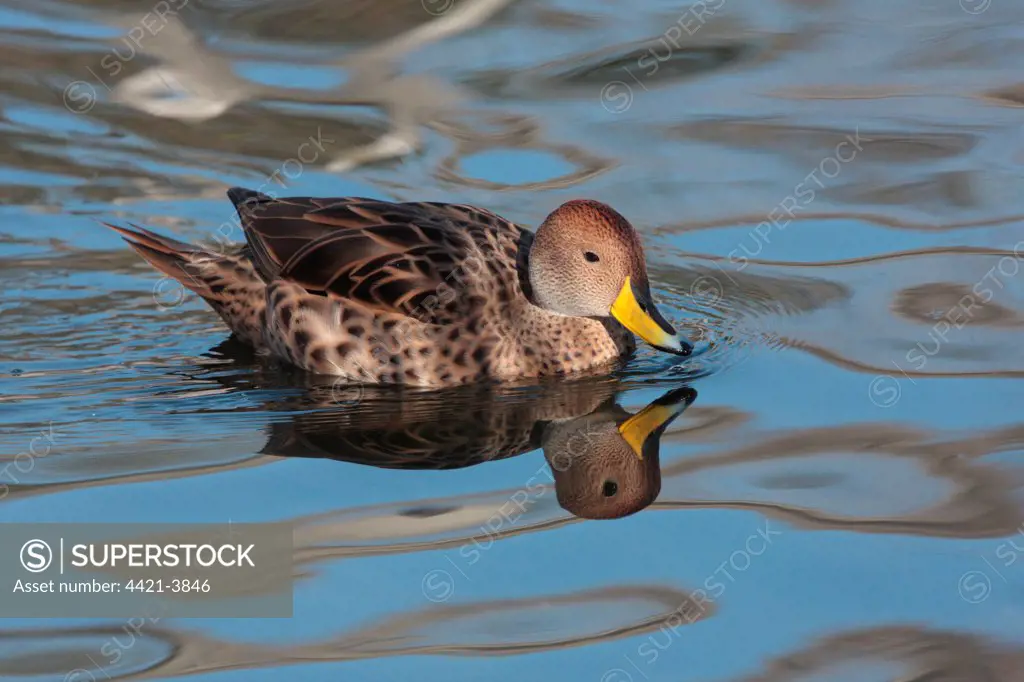 Yellow-billed Pintail (Anas georgica spinicauda) adult, swimming, Temaiken, Buenos Aires Province, Argentina, july