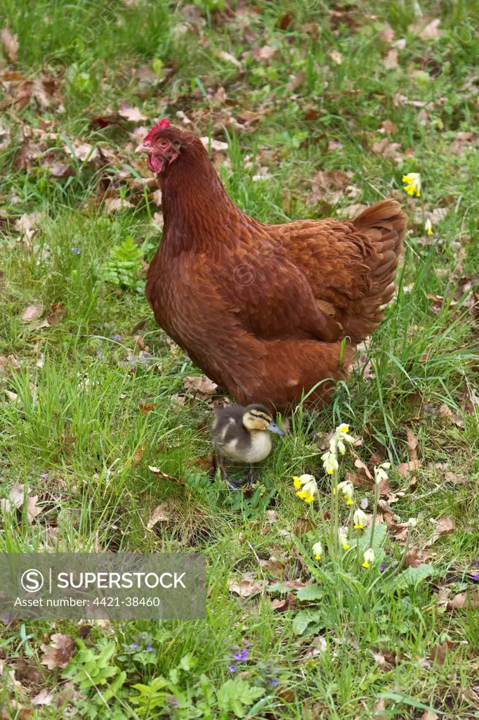 Domestic Chicken, 2 year old New Hampshire red cross, with  adopted 14 day old mallard duckling (Anas platyrhynchos)     The hen hatched the duckling from an egg found abandoned.  England, spring, Suffolk