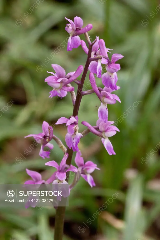Early Purple Orchid - flowers