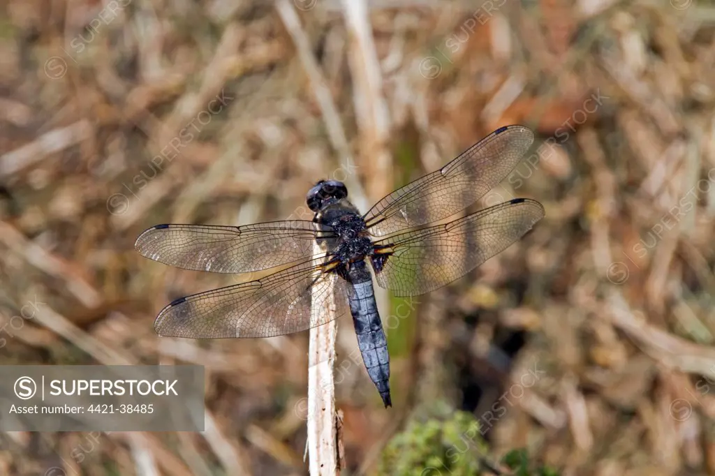 Mature male Scarce Chaser, The dark markings on the power blue abdomen are mating scars, Waveney valley August.