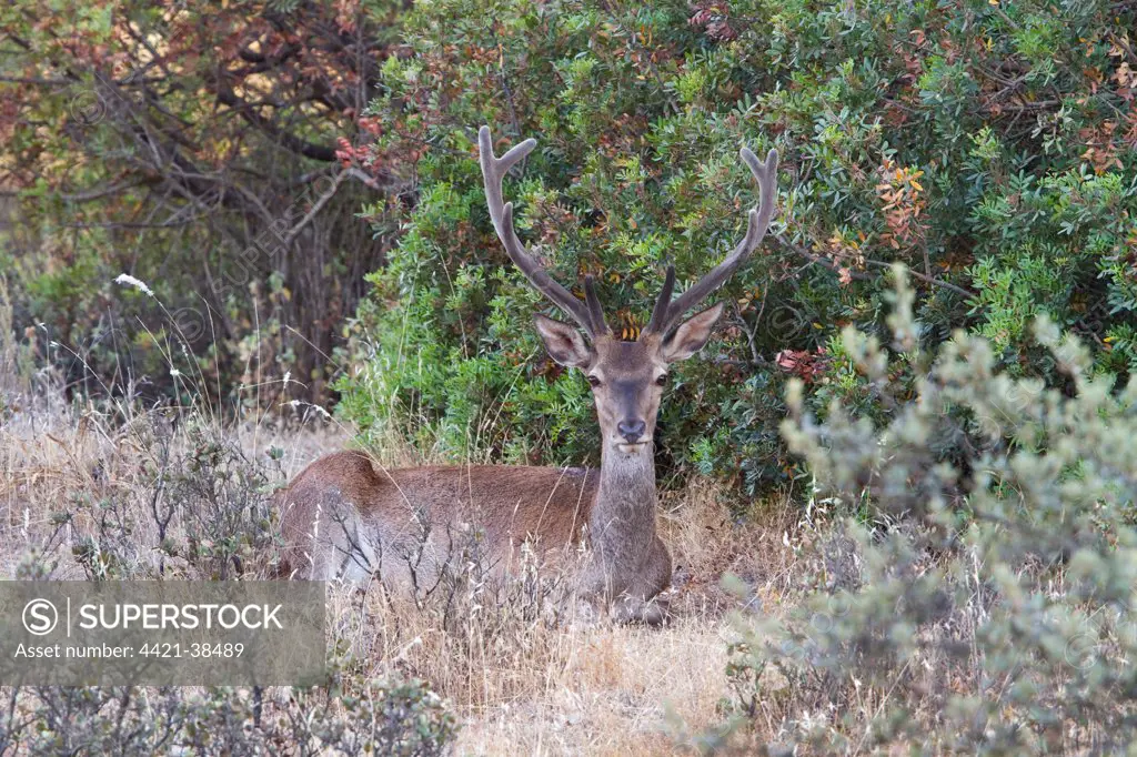 Spanish red deer (Cervus elaphus hispanicus) male with velvet antlers. Taken in the Sierra Morena Spain.