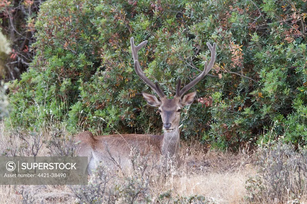 Spanish red deer (Cervus elaphus hispanicus) male with velvet antlers. Taken in the Sierra Morena Spain.