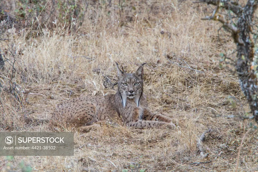 Another name for the Iberian Lynx is the Pardel Lynx (the scientific name is Lynx pardinus), meaning leopard-spotted and indeed this animal was heavily marked with over the whole body.
