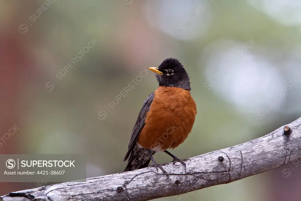 American Robin  - Utah, USA
