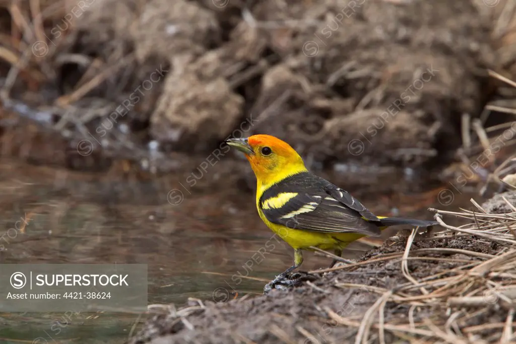 Western Tanager Male coming into breeding plumage, Utah,America